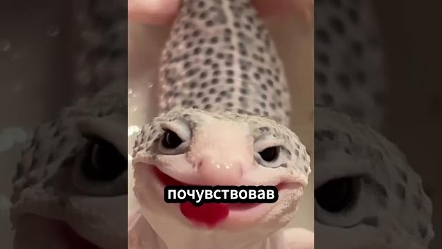 Почему у ящериц отпадает хвост? Почему у ящериц отпадает хвост?
