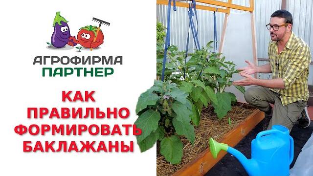 КАК ПРАВИЛЬНО ФОРМИРОВАТЬ БАКЛАЖАНЫ КАК ПРАВИЛЬНО ФОРМИРОВАТЬ БАКЛАЖАНЫ