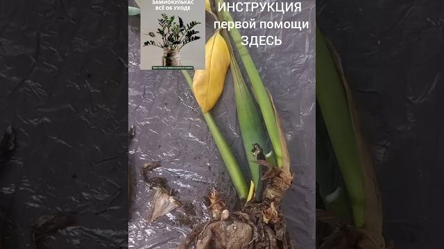 ПОСЛЕДСТВИЯ неправильного ухода за замиокулькасом. ПОСЛЕДСТВИЯ неправильного ухода за замиокулькасом.