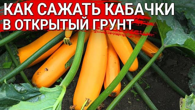КАК САЖАТЬ КАБАЧКИ в открытый грунт КАК САЖАТЬ КАБАЧКИ в открытый грунт