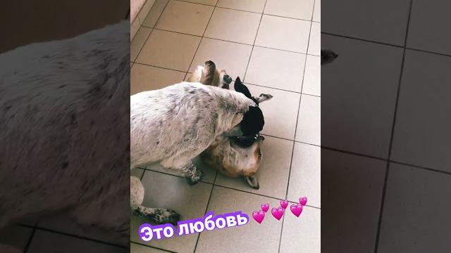 #кайф #любовь #животные #видео #кайф #любовь #животные #видео