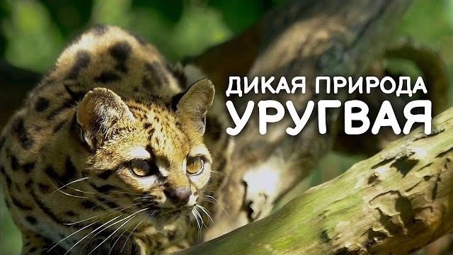 Дикая природа Уругвая Дикая природа Уругвая