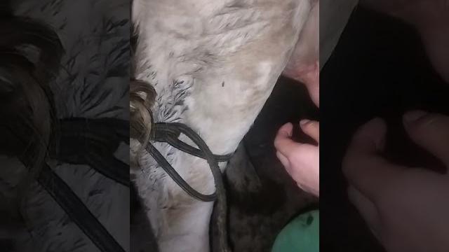 учимся доить коров учимся доить коров