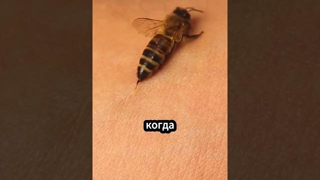 Почему пчелы умирают после того, как жалят тебя? #животные Почему пчелы умирают после того, как жалят тебя? #животные