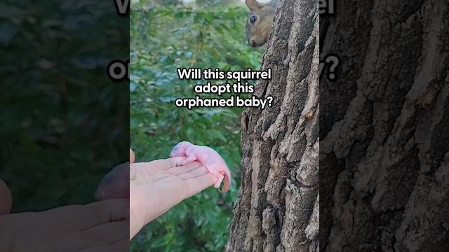 Mama Squirrel Adopts Orphaned Baby | The Dodo Mama Squirrel Adopts Orphaned Baby | The Dodo