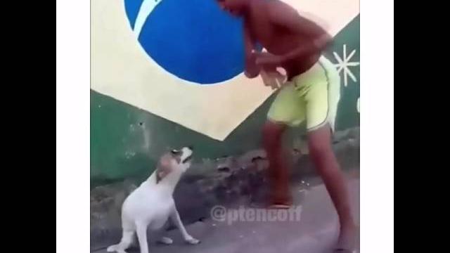 Собака танцует под песню Собака танцует под песню