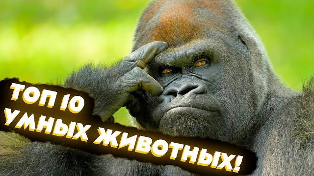 ТОП 10 Самые умные животные! ТОП 10 Самые умные животные!