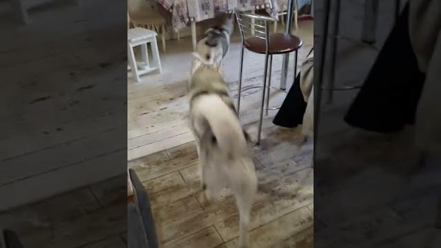 #хаски после приступа эпилепсии #хаски после приступа эпилепсии