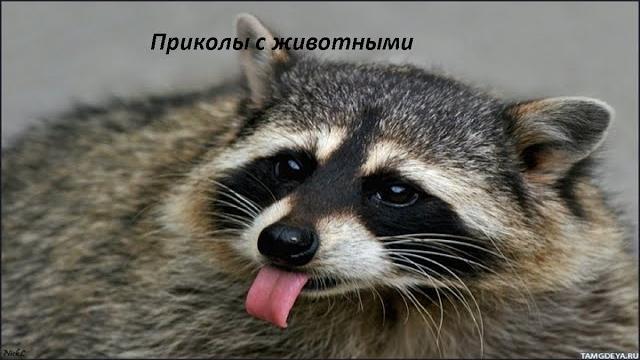 Гитлер в перьях.прикол с попугаем !!! Гитлер в перьях.прикол с попугаем !!!