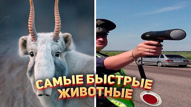 Самое быстрое животное в Мире Самое быстрое животное в Мире
