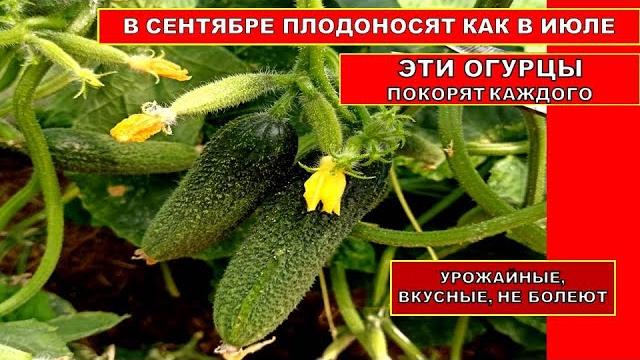 ЭТИ СОРТА ОГУРЦОВ ЗАВАЛЯТ ВАС УРОЖАЕМ! Сорта огурцов устойчивы к заболеваниям пучкового типа! Сажала ЭТИ СОРТА ОГУРЦОВ ЗАВАЛЯТ ВАС УРОЖАЕМ! Сорта огурцов устойчивы к заболеваниям пучкового типа! Сажала