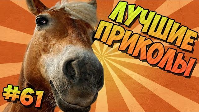 ЛУЧШИЕ ПРИКОЛЫ #61 СМЕШНЫЕ ЛОШАДИ ЛУЧШИЕ ПРИКОЛЫ #61 СМЕШНЫЕ ЛОШАДИ