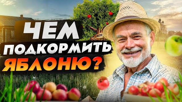 Подкормка яблонь: когда, чем, сколько и зачем? Подкормка яблонь: когда, чем, сколько и зачем?