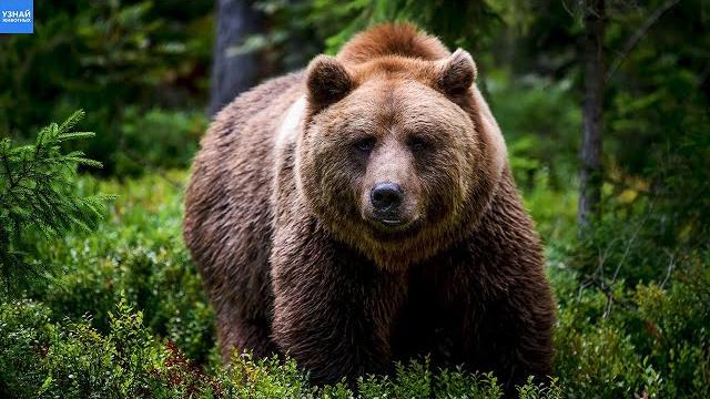 Бурый Медведь – кого боится Хозяин Тайги? Бурый Медведь – кого боится Хозяин Тайги?