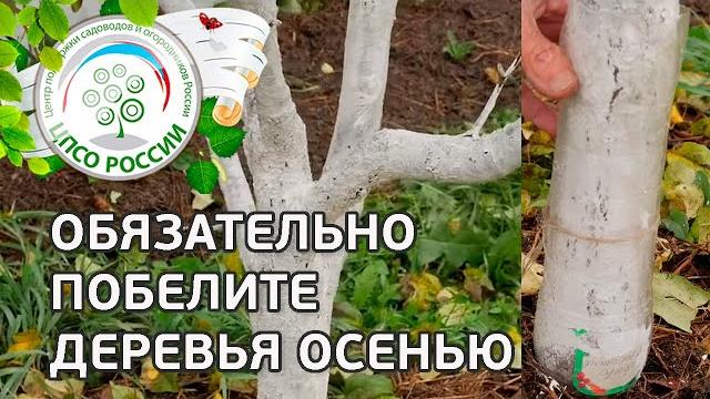 Побелка деревьев. Зачем белить деревья. Побелка деревьев. Зачем белить деревья.