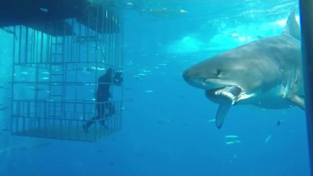 Great white shark swims into cage Great white shark swims into cage