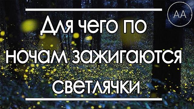 Почему светлячки светятся | All About Почему светлячки светятся | All About
