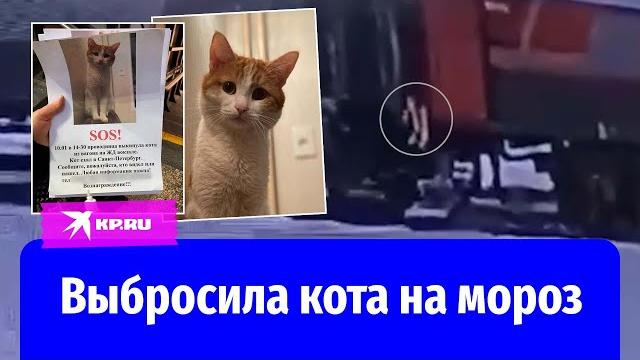 Выбросила на мороз: кота Твикса нашли мёртвым Выбросила на мороз: кота Твикса нашли мёртвым