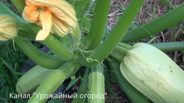 КАК ПОЛУЧИТЬ ОЧЕНЬ МНОГО КАБАЧКОВ С ОДНОГО КУСТА! КАК ПОЛУЧИТЬ ОЧЕНЬ МНОГО КАБАЧКОВ С ОДНОГО КУСТА!