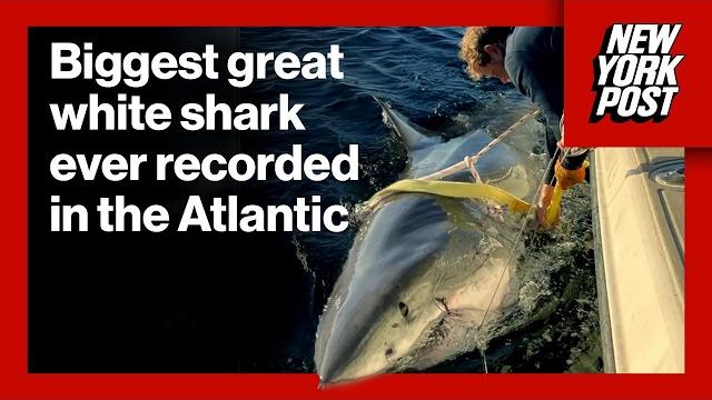 Biggest great white shark ever recorded in the Atlantic heading towards vacation hotspot. Biggest great white shark ever recorded in the Atlantic heading towards vacation hotspot.