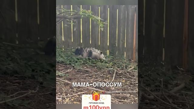 Мама-опоссум ️ #истории #история #новости #новость #shorts Мама-опоссум ️ #истории #история #новости #новость #shorts