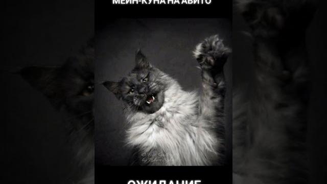 КОГДА КУПИЛ МЕЙН КУНА НА АВИТО КОГДА КУПИЛ МЕЙН КУНА НА АВИТО