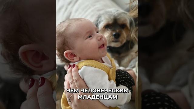 Кошки запоминают слова быстрее, чем младенцы Кошки запоминают слова быстрее, чем младенцы