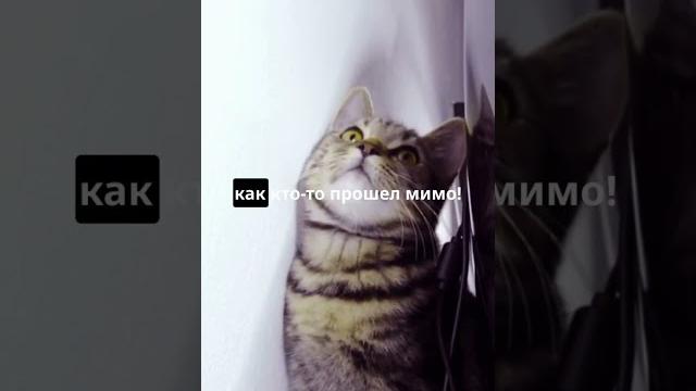 Зачем кошкам усы? Зачем кошкам усы?
