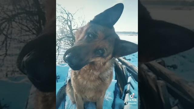 Включи этот звук своей собаке Включи этот звук своей собаке