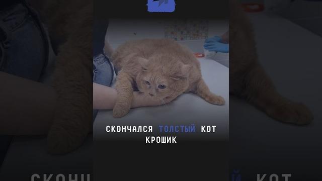 Скончался милый толстый кот Крошик, который весил 17 килограмм #новости #крошик #кот #котик #кот Скончался милый толстый кот Крошик, который весил 17 килограмм #новости #крошик #кот #котик #кот