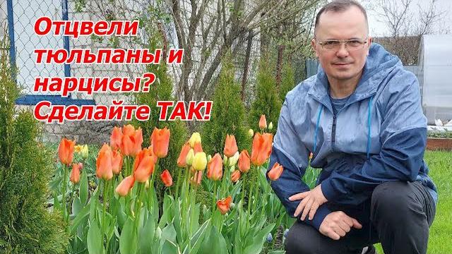 Что делать с тюльпанами и нарцисами после цветения. Что делать с тюльпанами и нарцисами после цветения.
