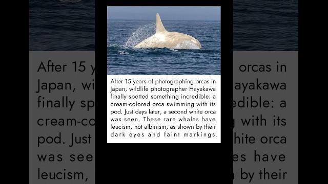 Rare white orcas spotted in Japan Rare white orcas spotted in Japan