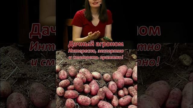 СОРОКАДНЕВКА ПРАВДА О КАРТОШКЕ Дачный агроном СОРОКАДНЕВКА ПРАВДА О КАРТОШКЕ Дачный агроном