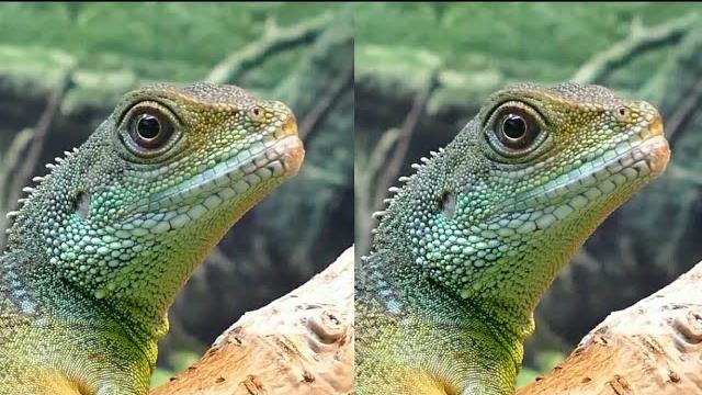 4k Animal VR video (3D) 4k Animal VR video (3D)