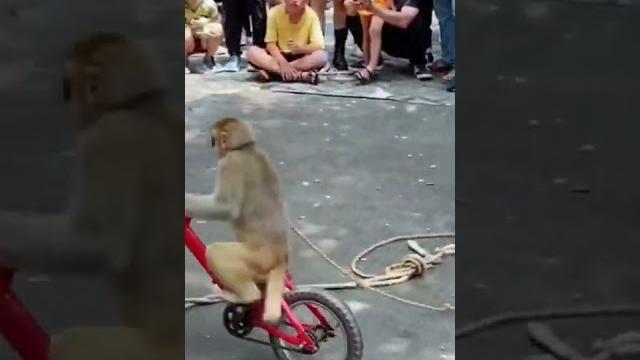 monkey circus performance monkey circus performance