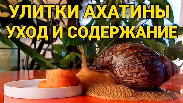 Улитки Ахатины - уход и содержание Улитки Ахатины - уход и содержание