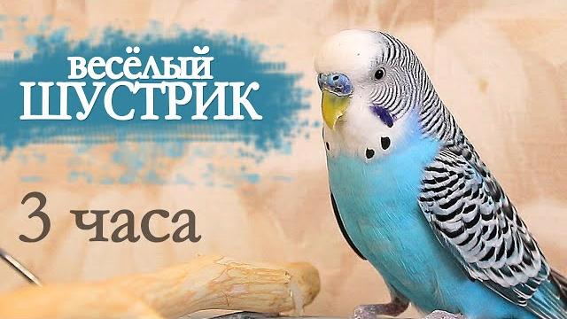 Волнистый попугай чирикает 3 часа Волнистый попугай чирикает 3 часа