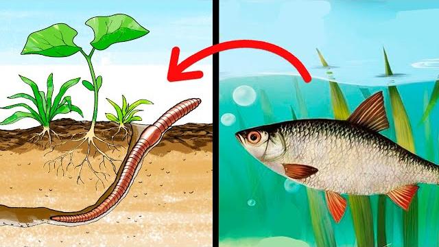 Почему рыба клюёт на червя, ведь он не водится в воде? Почему рыба клюёт на червя, ведь он не водится в воде?