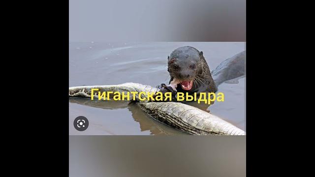 Животные Южной Америки Животные Южной Америки