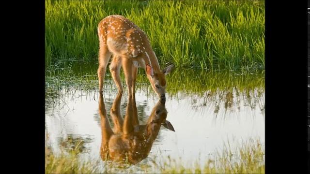 Как к источнику лань Как к источнику лань