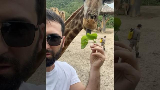Опасный Жираф как кормить жирафа Жираф:самое высокое животное #shortsvideo #прикол #travel #жираф Опасный Жираф как кормить жирафа Жираф:самое высокое животное #shortsvideo #прикол #travel #жираф