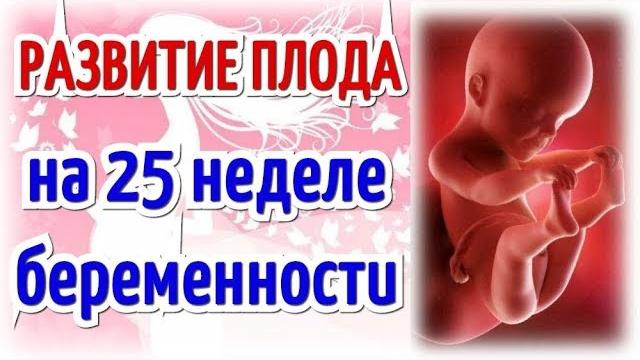 Развитие плода на 25 неделе беременности! Развитие плода на 25 неделе беременности!
