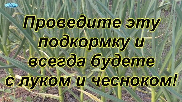Самая важная подкормка для чеснока и лука. Самая важная подкормка для чеснока и лука.