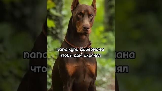 Кто доберман? )))))))) Кто доберман? ))))))))