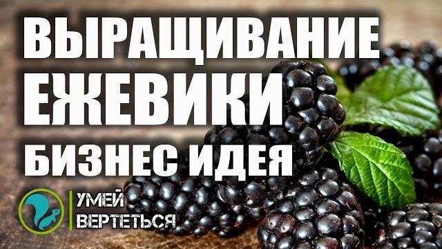 Выращивание ежевики. Бизнес идея Выращивание ежевики. Бизнес идея