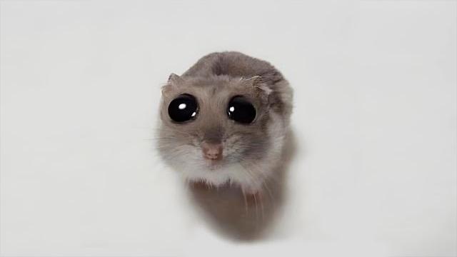 Funny Hamsters Videos | Funny and Cute Moment of the Animals #4 Funny Hamsters Videos | Funny and Cute Moment of the Animals #4