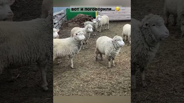 А вы согласны? #shorts #поговорим #ярка #овца #баран #диалог #разговор #мынахутореживем А вы согласны? #shorts #поговорим #ярка #овца #баран #диалог #разговор #мынахутореживем