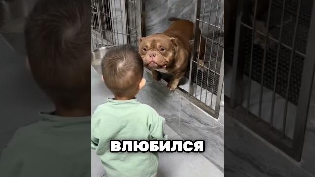 Никто не хотел усыновить этого питбуля, но это произошло ️ Никто не хотел усыновить этого питбуля, но это произошло ️