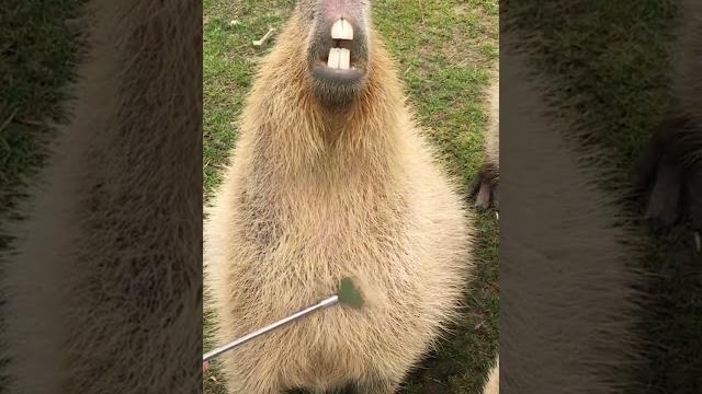 Capybara Heaven Capybara Heaven