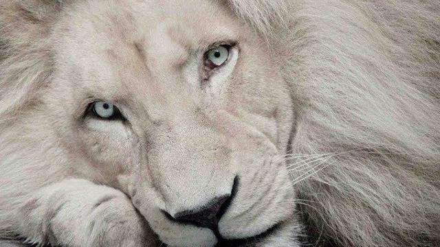 Самые красивые животные планеты Видео о животных The most beautiful animals of the planet Самые красивые животные планеты Видео о животных The most beautiful animals of the planet